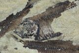 Fossil Fish (Gosiutichthys) Mortality Plate - Lake Gosiute #87798-2